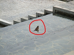 水浴びをする小鳥