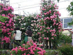 中野バラまつり