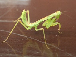 カマキリの幼虫