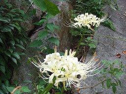 植物園前の道沿い：シロバナマンジュシャゲ