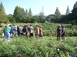 バラローズツアー