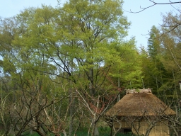 20110409-06.jpg