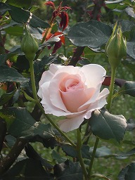 20120509rose1.jpg