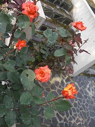 20120509rose4.jpg