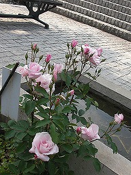 20120509rose5.jpg