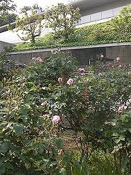 20120509rose6.jpg