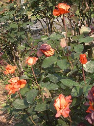 20120509rose7.jpg