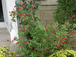 20120514cherrysage.jpg