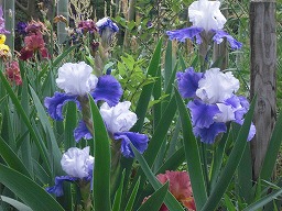 20120514germaniris.jpg