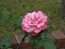 20120514rose1.jpg