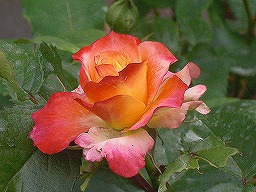 20120514rose2.jpg