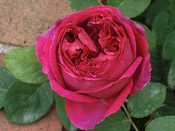 20120514rose3.jpg