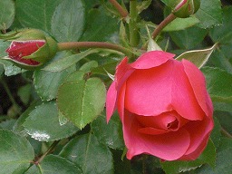 20120514rose4.jpg