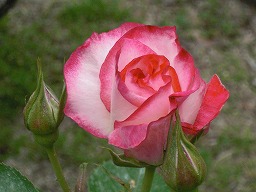 20120514rose5.jpg