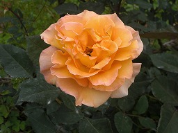 20120514rose6.jpg