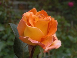 20120514rose7.jpg