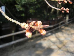 20130307-02.jpg