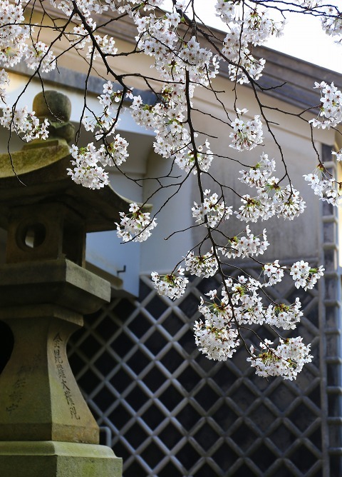 20160330sakura.jpg