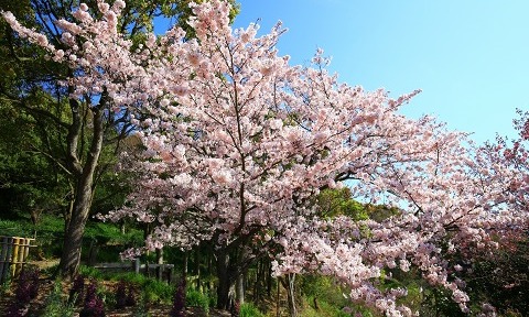 20160402sakura1.jpg