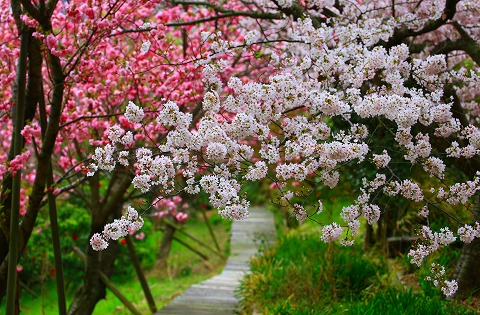 20160403sakura.jpg