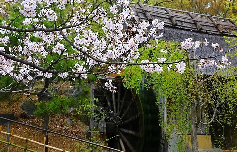 20160404waraya_sakura.jpg