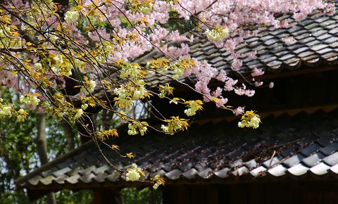 20160406ukon_sakura.jpg