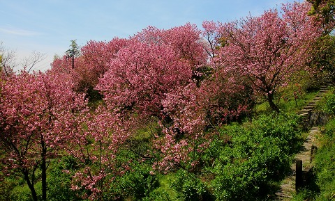 20160406yae_sakura.jpg