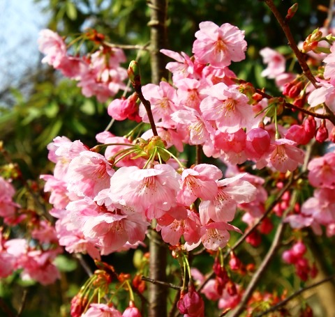 20180325sakura_sidare.jpg