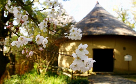 20180328sakura2.jpg