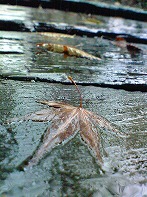 雨にぬれる落ち葉