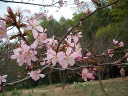 桜