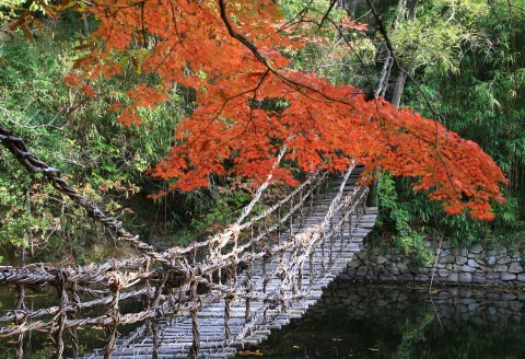 四国村ブログ 紅葉 見頃へ 11 16